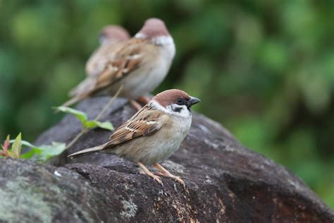 麻雀會築巢嗎|【麻雀祕密】麻雀真的變少了？「害鳥」其實是誤會？成群結隊卻。